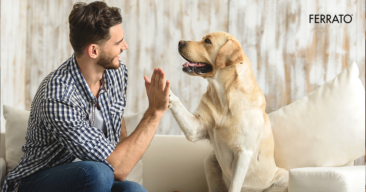 Razones Para Adoptar Una Mascota Blog Ferrato 6224